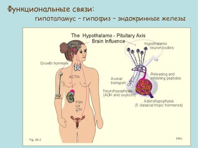 Функциональные связи: гипоталамус – гипофиз – эндокринные железы