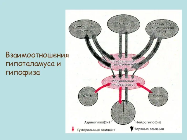 Взаимоотношения гипоталамуса и гипофиза Нервные влияния