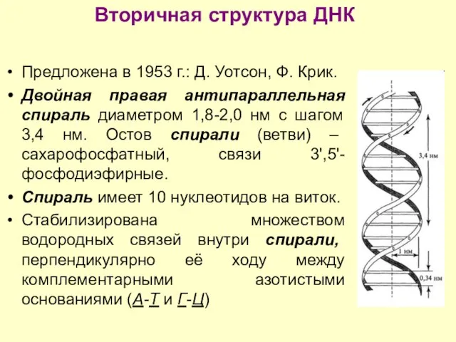 Вторичная структура ДНК Предложена в 1953 г.: Д. Уотсон, Ф. Крик. Двойная