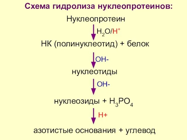 Схема гидролиза нуклеопротеинов: НК (полинуклеотид) + белок нуклеотиды нуклеозиды + Н3РО4 азотистые