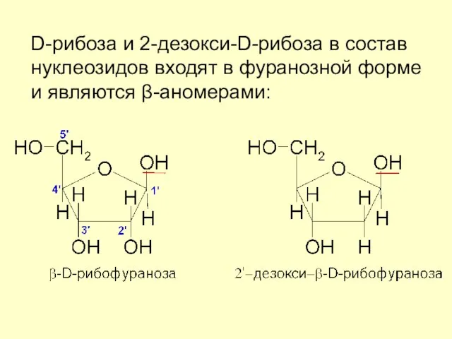 D-рибоза и 2-дезокси-D-рибоза в состав нуклеозидов входят в фуранозной форме и являются β-аномерами:
