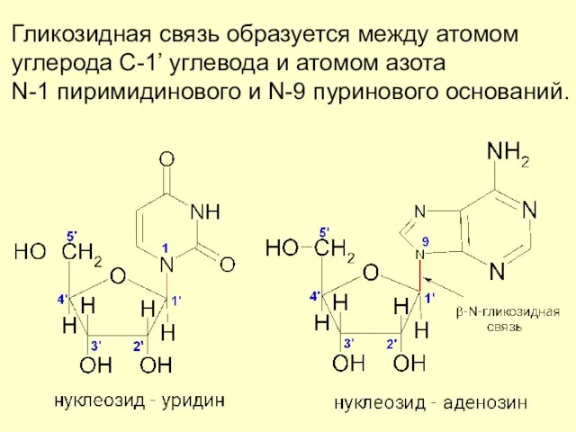 Гликозидная связь образуется между атомом углерода С-1’ углевода и атомом азота N-1