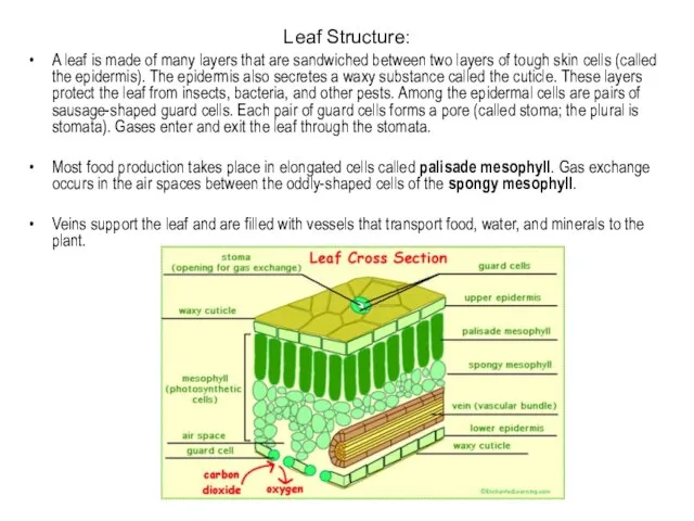 Leaf Structure: A leaf is made of many layers that are sandwiched