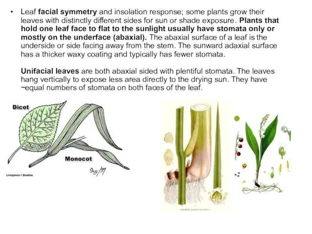 Leaf facial symmetry and insolation response; some plants grow their leaves with