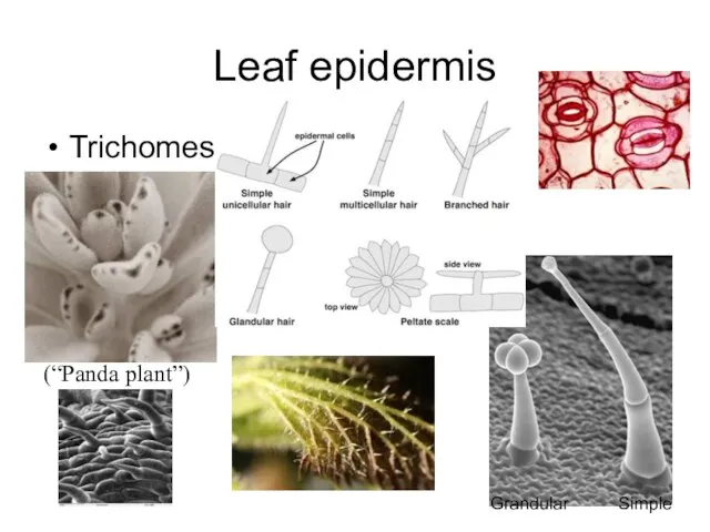 Leaf epidermis Trichomes (“Panda plant”) Grandular Simple
