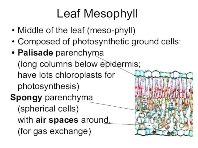 Leaf Mesophyll Middle of the leaf (meso-phyll) Composed of photosynthetic ground cells: