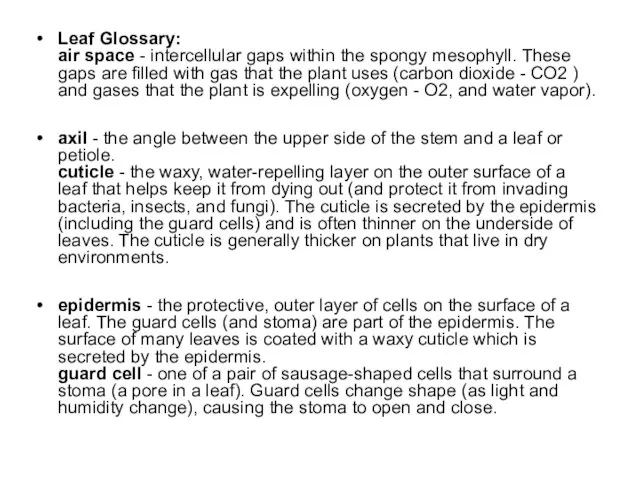 Leaf Glossary: air space - intercellular gaps within the spongy mesophyll. These