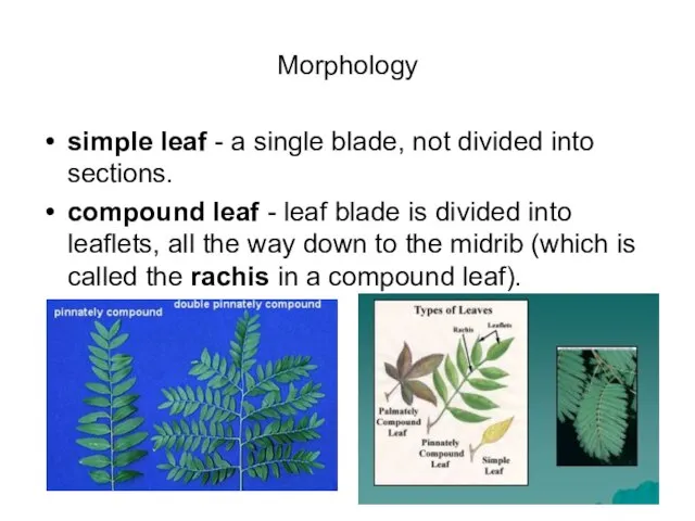 Morphology simple leaf - a single blade, not divided into sections. compound