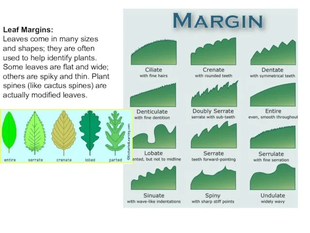 Leaf Margins: Leaves come in many sizes and shapes; they are often