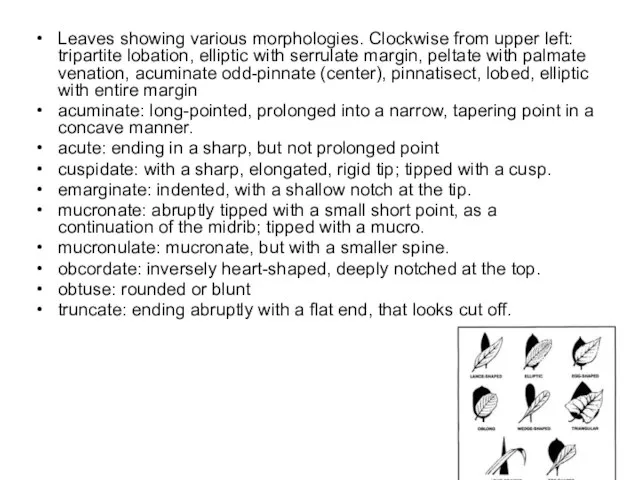 Leaves showing various morphologies. Clockwise from upper left: tripartite lobation, elliptic with