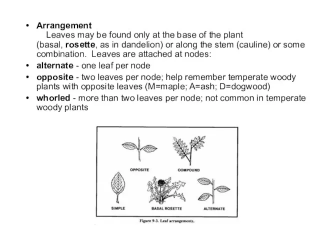 Arrangement Leaves may be found only at the base of the plant