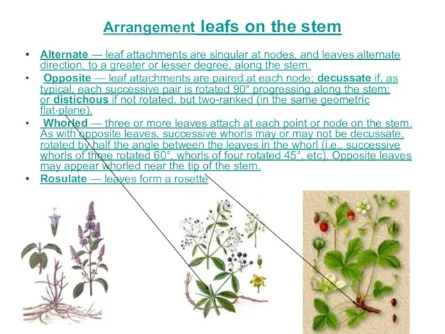 Arrangement leafs on the stem Alternate — leaf attachments are singular at