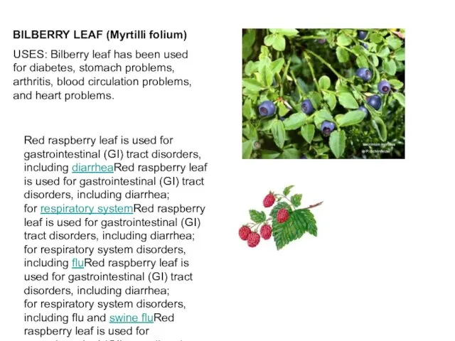 BILBERRY LEAF (Myrtilli folium) USES: Bilberry leaf has been used for diabetes,