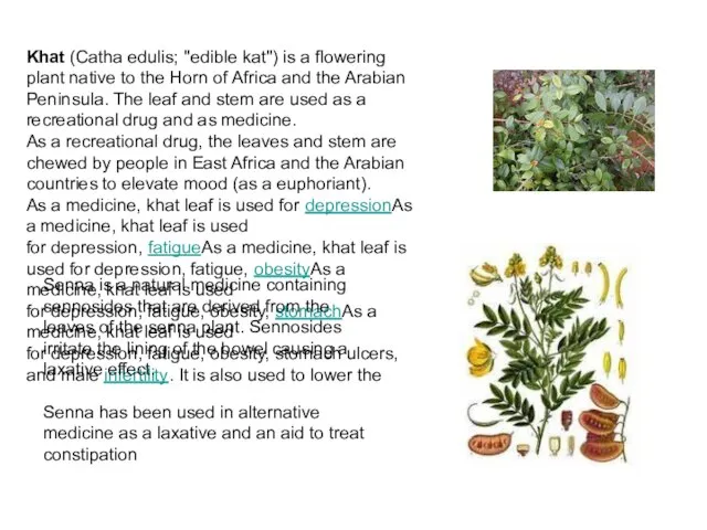 Khat (Catha edulis; "edible kat") is a flowering plant native to the