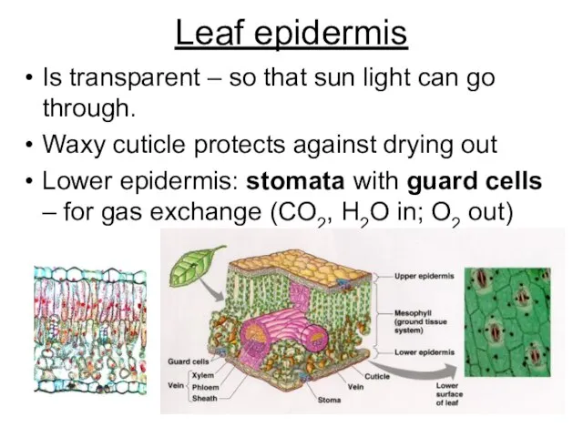 Leaf epidermis Is transparent – so that sun light can go through.