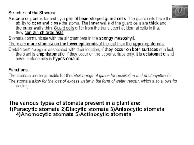 Structure of the Stomata A stoma or pore is formed by a