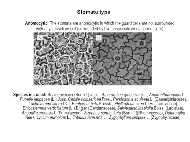 Stomata type Anomocytic: The stomata are anomocytic in which the guard cells