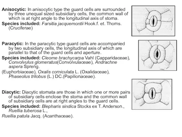 Anisocytic: In anisocytic type the guard cells are surrounded by three unequal