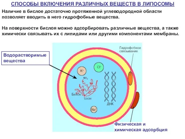 Наличие в бислое достаточно протяженной углеводородной области позволяет вводить в него гидрофобные