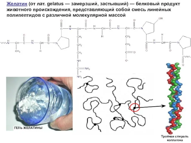 Желатин (от лат. gelatus — замерзший, застывший) — белковый продукт животного происхождения,