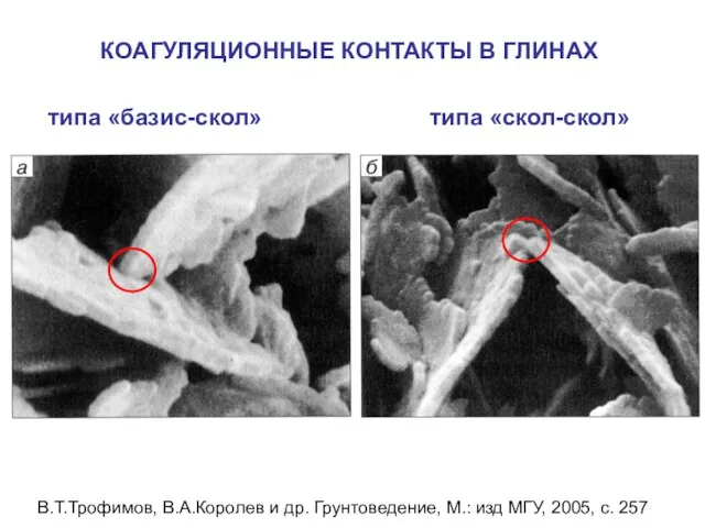 КОАГУЛЯЦИОННЫЕ КОНТАКТЫ В ГЛИНАХ типа «базис-скол» типа «скол-скол» В.Т.Трофимов, В.А.Королев и др.