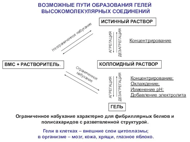 ВОЗМОЖНЫЕ ПУТИ ОБРАЗОВАНИЯ ГЕЛЕЙ ВЫСОКОМОЛЕКУЛЯРНЫХ СОЕДИНЕНИЙ Ограниченное набухание характерно для фибриллярных белков