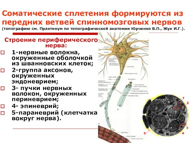 Соматические сплетения формируются из передних ветвей спинномозговых нервов (топографию см. Практикум по