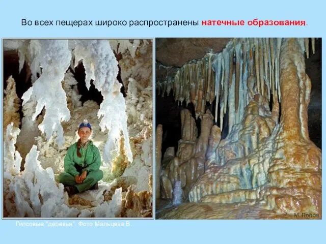 Гипсовые "деревья". Фото Мальцева В. Во всех пещерах широко распространены натечные образования.