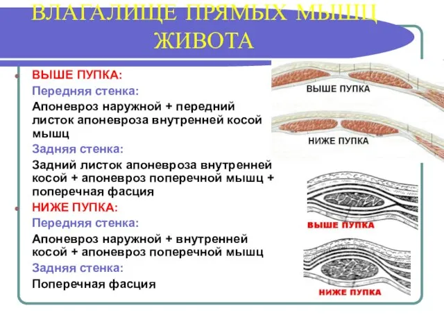 ВЛАГАЛИЩЕ ПРЯМЫХ МЫШЦ ЖИВОТА ВЫШЕ ПУПКА: Передняя стенка: Апоневроз наружной + передний