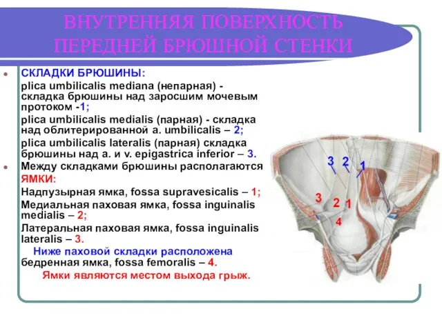 ВНУТРЕННЯЯ ПОВЕРХНОСТЬ ПЕРЕДНЕЙ БРЮШНОЙ СТЕНКИ СКЛАДКИ БРЮШИНЫ: plica umbilicalis mediana (непарная) -