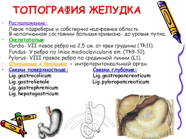 ТОПОГРАФИЯ ЖЕЛУДКА Расположение: Левое подреберье и собственно надчревная область. В наполненном состоянии