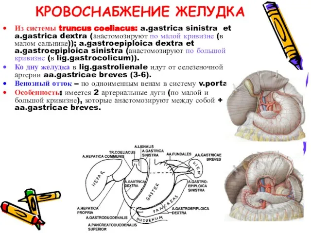 КРОВОСНАБЖЕНИЕ ЖЕЛУДКА Из системы truncus coeliacus: a.gastrica sinistra et a.gastrica dextra (анастомозируют