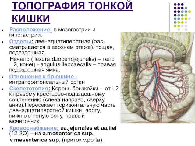 ТОПОГРАФИЯ ТОНКОЙ КИШКИ . Расположение: в мезогастрии и гипогастрии. Отделы: двенадцатиперстная (рас-сматривается