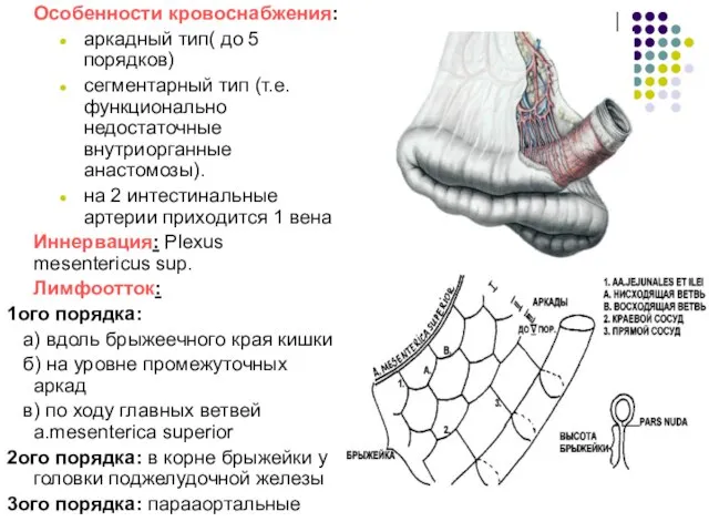 Особенности кровоснабжения: аркадный тип( до 5 порядков) сегментарный тип (т.е. функционально недостаточные