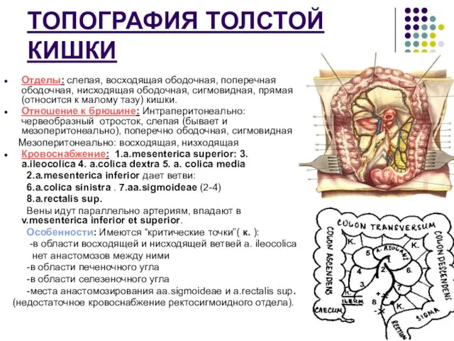 ТОПОГРАФИЯ ТОЛСТОЙ КИШКИ Отделы: слепая, восходящая ободочная, поперечная ободочная, нисходящая ободочная, сигмовидная,