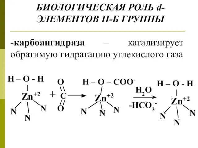 БИОЛОГИЧЕСКАЯ РОЛЬ d-ЭЛЕМЕНТОВ II-Б ГРУППЫ H2O -HCO3- -карбоангидраза – катализирует обратимую гидратацию углекислого газа