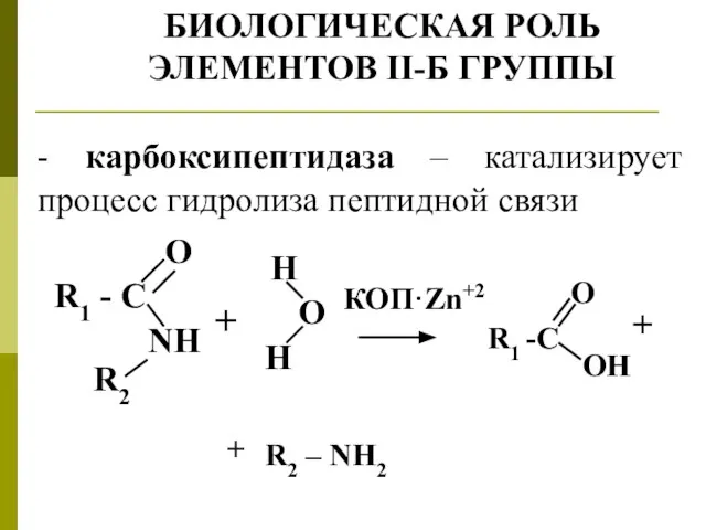 БИОЛОГИЧЕСКАЯ РОЛЬ ЭЛЕМЕНТОВ II-Б ГРУППЫ - карбоксипептидаза – катализирует процесс гидролиза пептидной