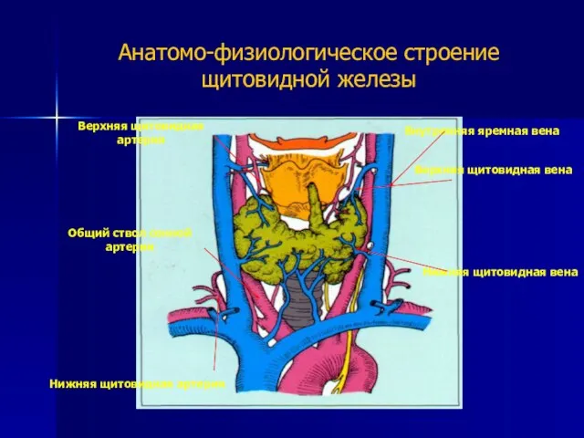 Анатомо-физиологическое строение щитовидной железы Внутренняя яремная вена Верхняя щитовидная вена Нижняя щитовидная