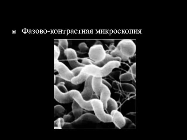 Фазово-контрастная микроскопия