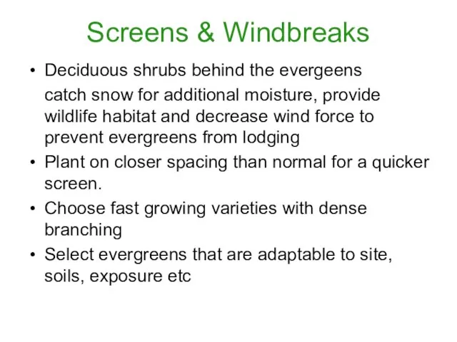 Screens & Windbreaks Deciduous shrubs behind the evergeens catch snow for additional