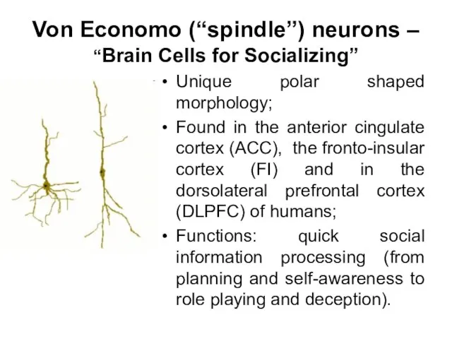 Von Economo (“spindle”) neurons – “Brain Cells for Socializing” Unique polar shaped