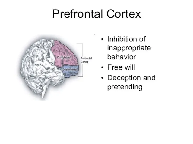 Prefrontal Cortex Inhibition of inappropriate behavior Free will Deception and pretending