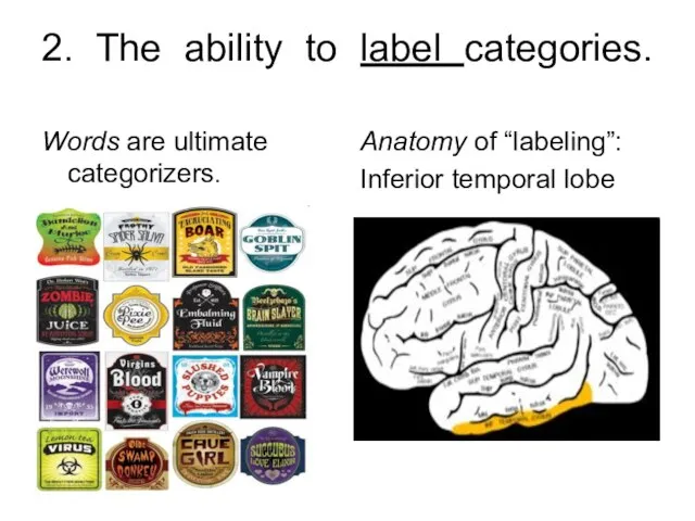 2. The ability to label categories. Words are ultimate categorizers. Anatomy of “labeling”: Inferior temporal lobe