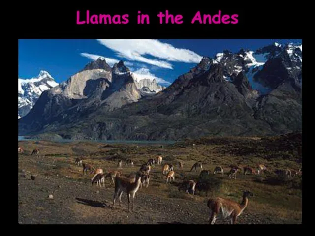 Llamas in the Andes