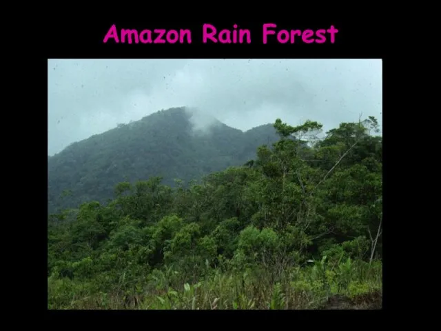 Amazon Rain Forest