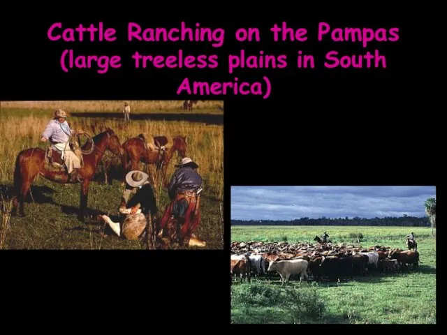 Cattle Ranching on the Pampas (large treeless plains in South America)