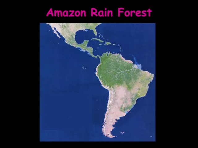 Amazon Rain Forest