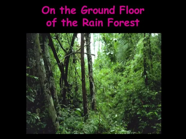 On the Ground Floor of the Rain Forest