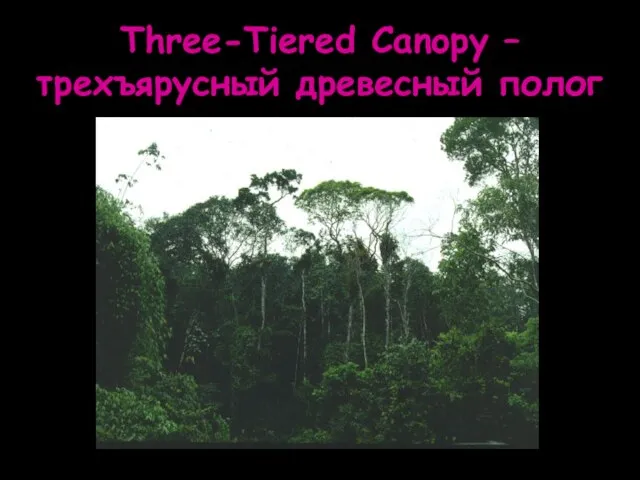 Three-Tiered Canopy – трехъярусный древесный полог