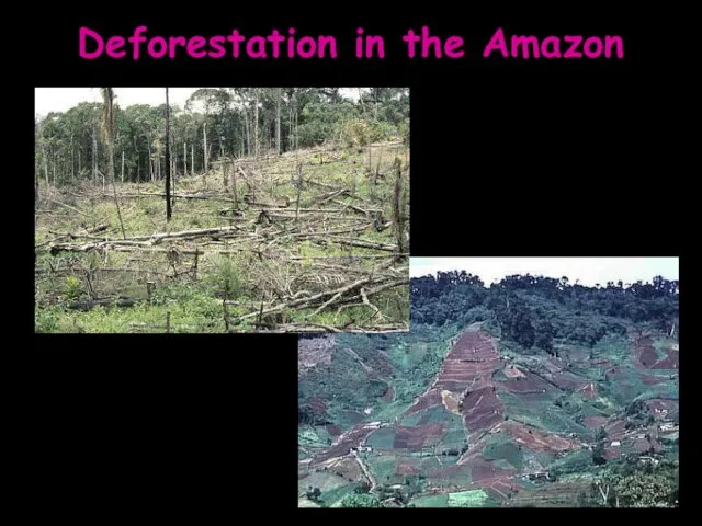 Deforestation in the Amazon